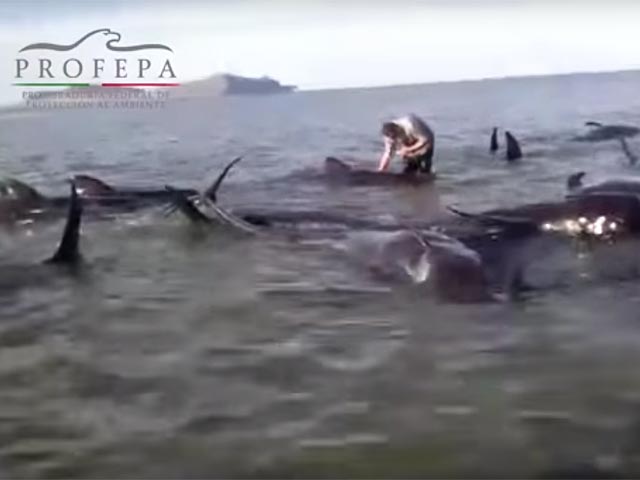 Сразу 27 гринд - дельфиновых размером с небольших китов - выбросились на мелководье в штате Нижняя Калифорния