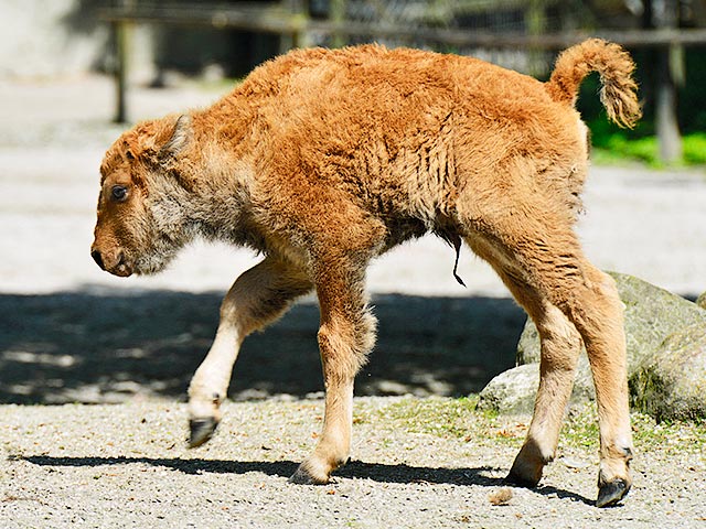 В США сотрудникам Йеллоустоунского парка пришлось подвергнуть эвтаназии детеныша зубра, отвергнутого стадом после того, как туристы покатали его в своем автомобиле
