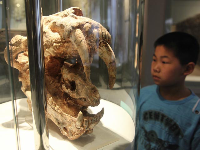 Китайские крестьяне нашли в заброшенном карьере городского округа Маомин китайской провинции Гуандун череп неизвестного саблезубого хищника из семейства нимравид (псевдо-саблезубых кошек), жившего около 40 миллионов лет назад