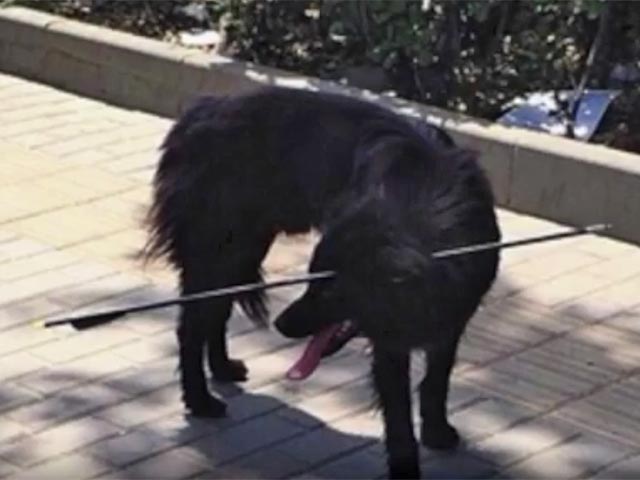 В Пекине защитники животных в четверг, 19 мая, спасли бездомную черную собаку, бродившую с 70-сантиметровой стрелой в голове по "Зоне искусств 798" на северо-востоке города