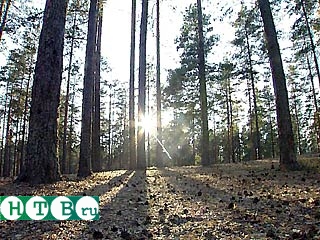 В Новгородской области запретили ходить в лес