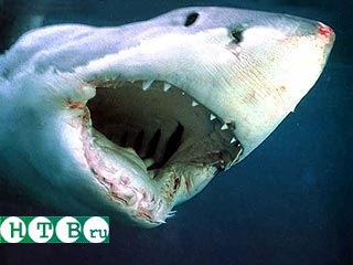 Белые акулы все чаще появляются у берегов Сахалина