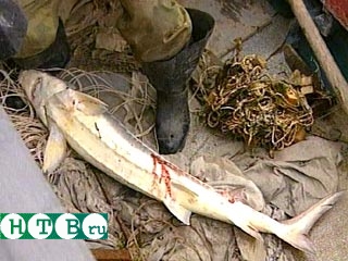 Мораторий на лов осетровых в Каспийском регионе браконьерам не мешает