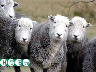 В Великобритании забьют 4 тыс. овец, чтобы они не заразились вирусом ящура