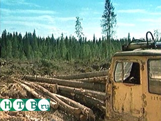 Опасные преступники из Германии отбывают наказание на лесоповале в Сибири