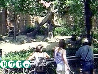 Лишь бдительность сотрудников зоопарка в нью-йоркском районе Бронкс помешала осуществиться замыслу посетителя, вознамерившегося присоединиться к стае горилл