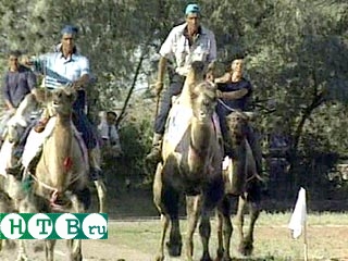 Семь лучших верблюдов состязались в скорости в пустынях Казахстана