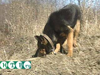 На след незаконно перешедших границу сборщиков женьшеня пограничников навела служебная собака
