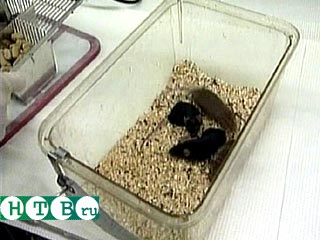 В Китае ученые вырастили на спине мыши мочевой пузырь собаки