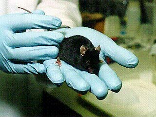 В Москве будут разводить мышей-мутантов