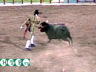 Во время корриды в Ереване матадор убил вырвавшегося на трибуны быка