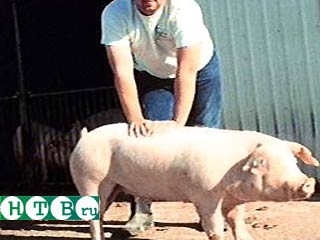 В США фермер пойдет под суд за издевательства над свиньями