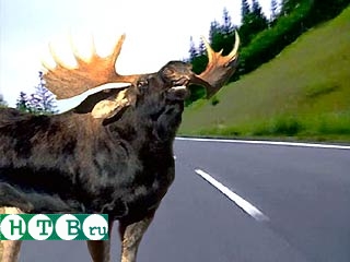 Пьяный лось устроил пробку на шоссе в Швеции