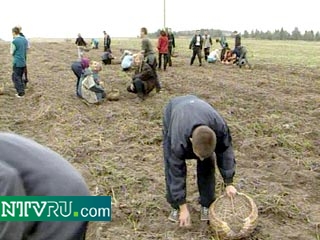 На полях колхоза имени Ленина Пригородного района Северной Осетии пойманы с поличным 15 похитителей нового урожая