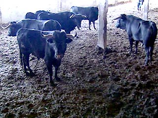 Португальским быкам грозит смерть от холода