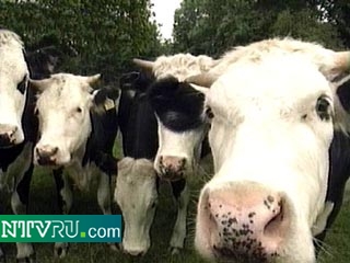 Корова считается в Индии священным животным