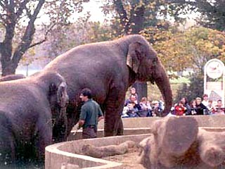Из Лондона вывозят последних слонов - Дилберту, Мию и Лаянг-Лаянг
