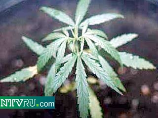Поставщик марихуаны смотреть видео в tor browser hydra2web