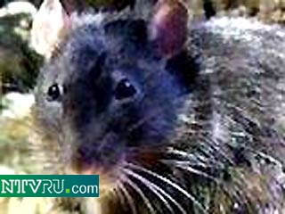 В 10 районах Москвы санитарные врачи обнаружили крыс, зараженных туляремией - острой инфекционной болезнью, главным проявлением которой является лихорадка