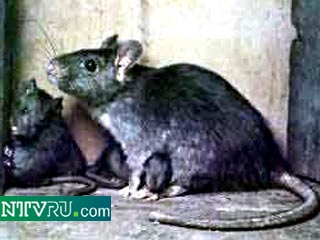 В Бразилии килограмм мертвых крыс стоит 2 доллара