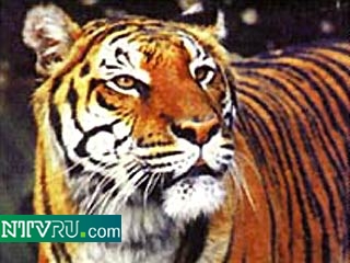 В Непале убит тигр-людоед
