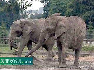 Два вьетнамских слона умерли от передозировки наркотиков
