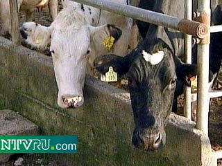 Первый случай "коровьего бешенства" зарегистрирован в Словении