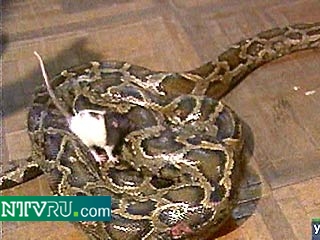 В Ульяновске крыса чуть не загрызла 3-метрового питона