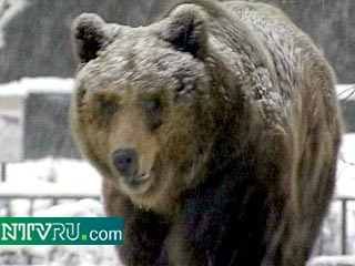 Заблудившейся медведь вышел на окраину Петербурга