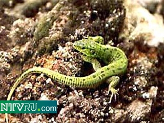 Самая маленькая в мире рептилия обнаружена на острове Беата, расположенном в Карибском море