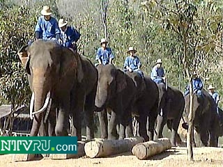 Стадо слонов, пять лет терроризировавших вьетнамцев, переселено в заповедник