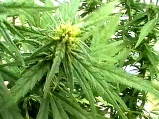 В Канаде собран первый легальный урожай марихуаны
