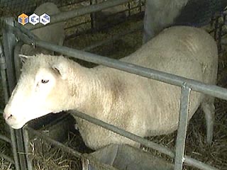Знаменитой овечке Долли поставлен диагноз - ревматический артрит