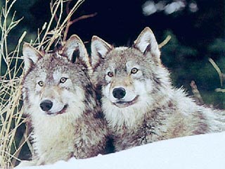 Волки боятся грохота от взрывов новогодних петард и не приближаются к отарам