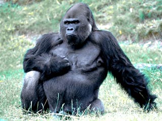 В результате утечки хлора в зоопарке города Браунсвиль в Техасе погибли три гориллы