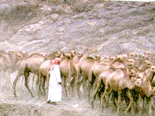 Жертвенные верблюды готовы к закланию