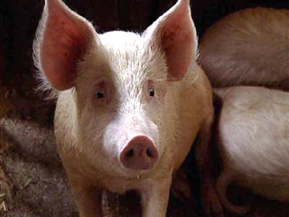 Японские ученые сообщили в четверг, что им удалось развести свиней, которым вживляют гены шпината, в результате чего их мясо становится "более здоровым"