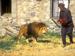 Долгие годы он был настоящим символом борьбы со всеми трудностями, которые переживали афганцы и питомцы их единственного в стране зоопарка