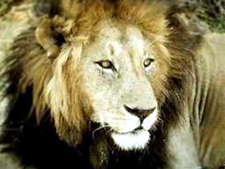 Зоопарк Пекина передал в дар кабульскому зоопарку льва взамен умершего там зверя