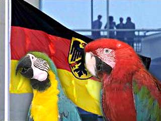 Суд немецкой земли Гессен запретил шестнадцати длиннохвостым попугаям щебетать с часу до трех дня, чтобы соседи их хозяйки могли отдохнуть