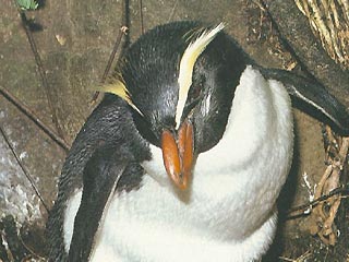 Пингвину было 39 лет и 9 месяцев