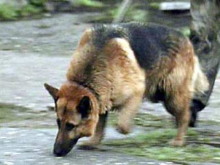 В Петербурге собаки помогли раскрыть более 2 тыс. преступлений