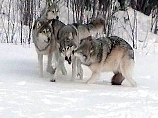 На степные северные районы Волгоградской области началось настоящее нашествие волков, зараженных бешенством