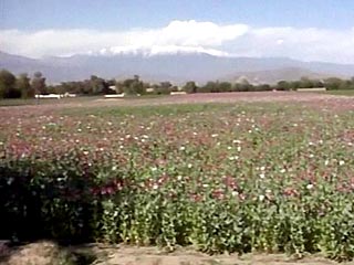Временным правительством Афганистана наложен запрет на выращивание опийного мака