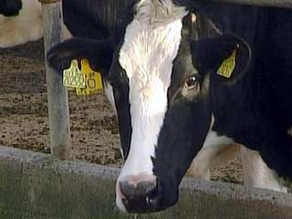 Корова, которая почти две недели назад убежала со скотобойни в американском штате Огайо, наконец-то поймана