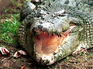 Из террариума московской фирмы украли крокодила