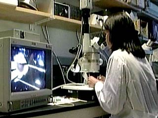 Китайские ученые клонировали телят и собираются клонировать человеческие органы