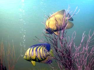 Рыбы-самцы меняют пол от женских противозачаточных таблеток