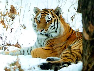 В Приморском крае тигр напал на человека