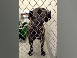 Владельцы двух собак, которые загрызли жительницу Сан-Франциско, были признаны виновными судом присяжных